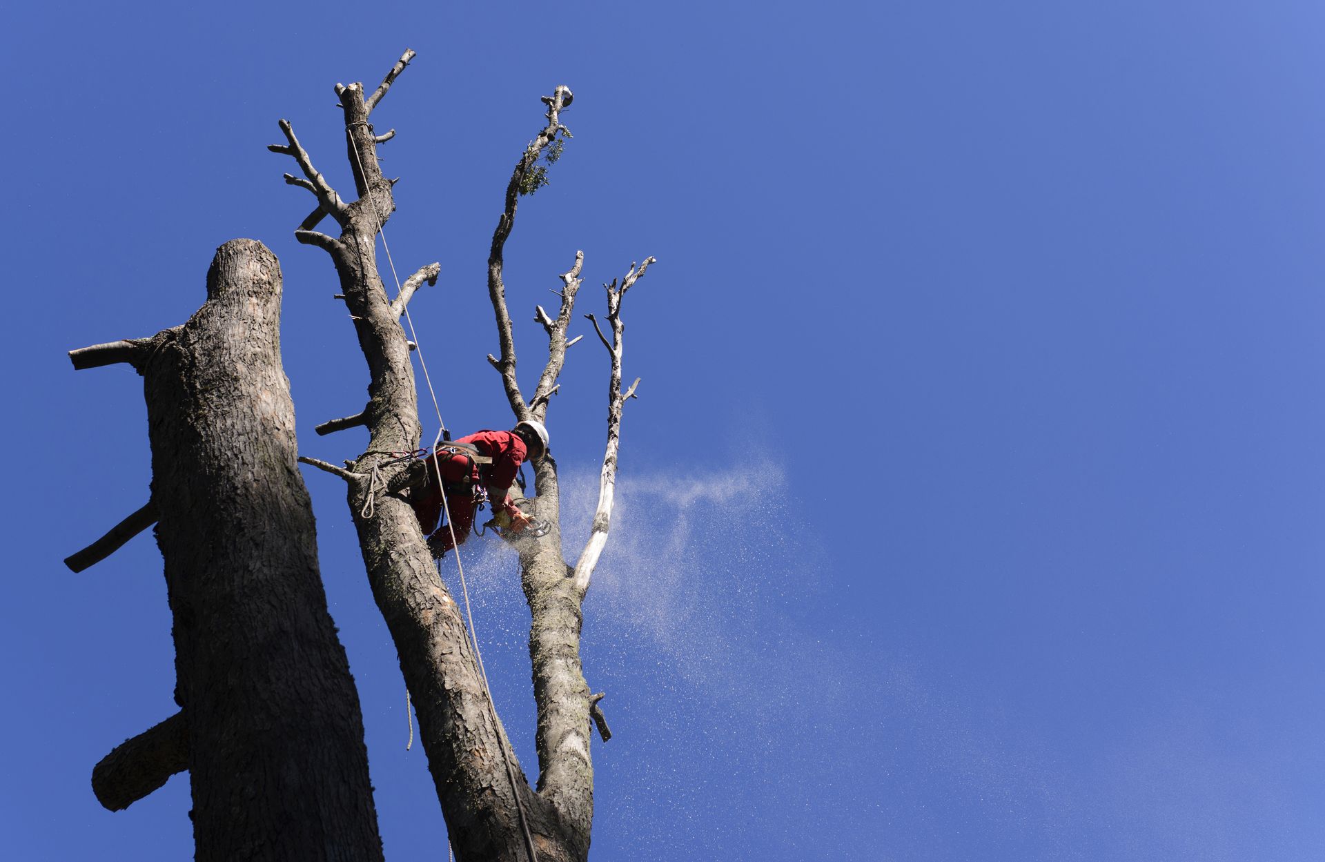 A woodcutter in a red shirt cuts a bare tree against a blue sky, spraying sawdust