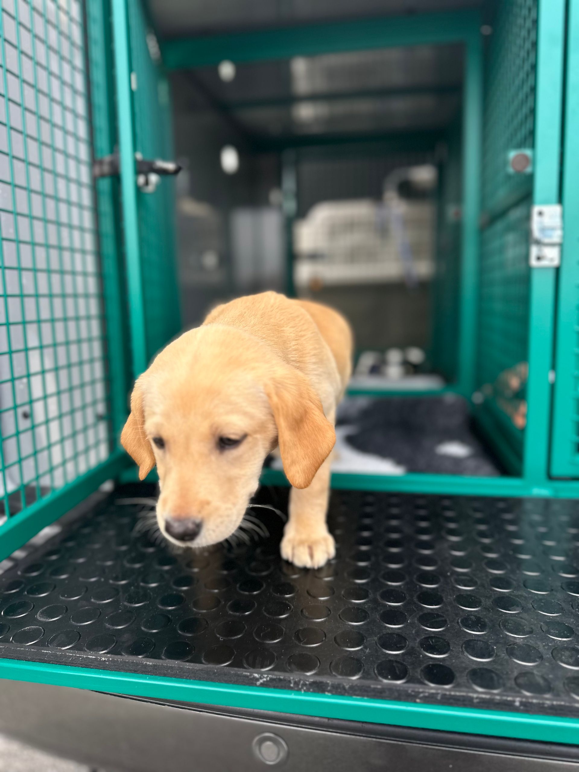 Puppy van 