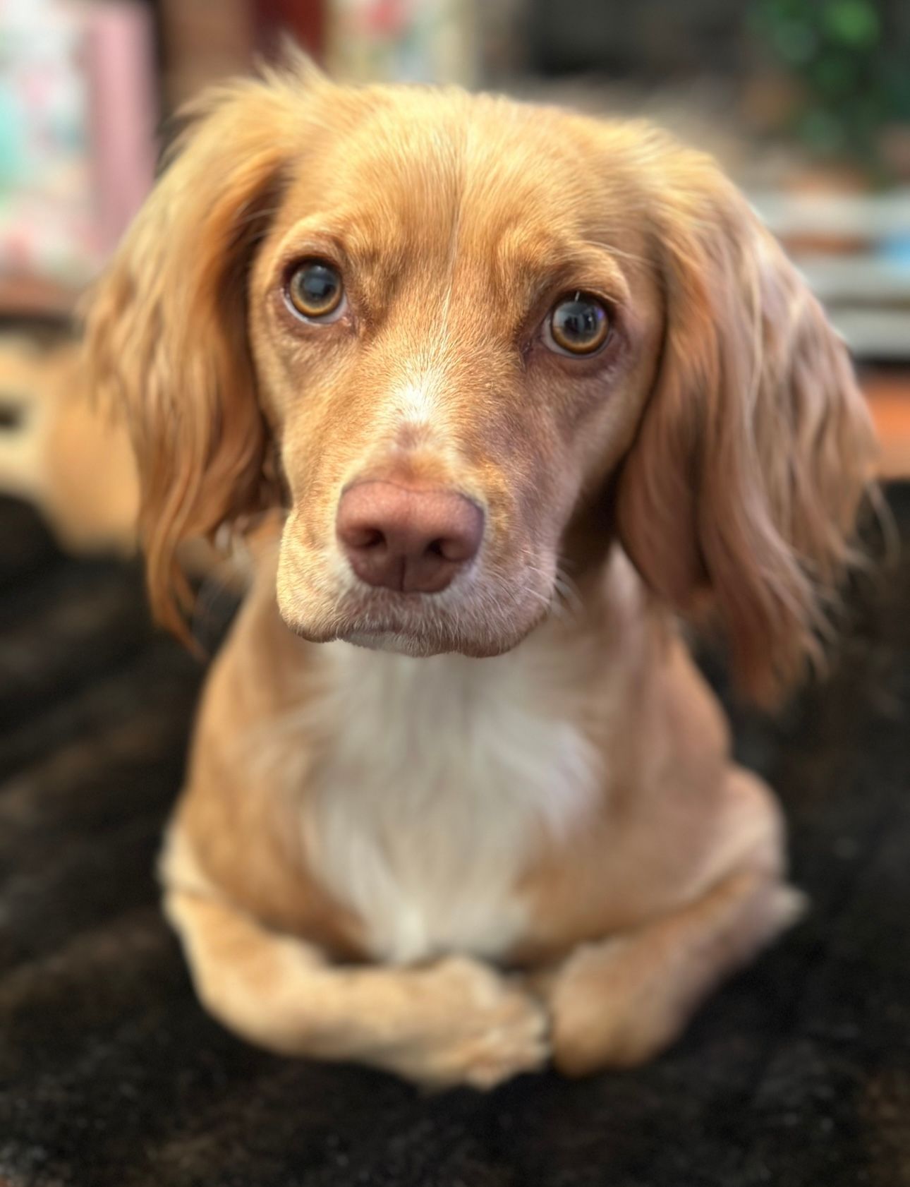 UK pet transportation  happy dog transport 