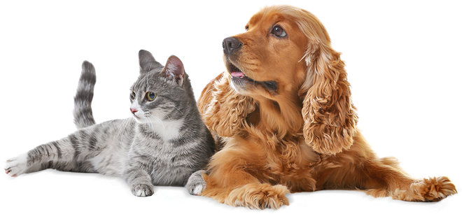 A gray tabby cat and a golden Cocker Spaniel lying down together.