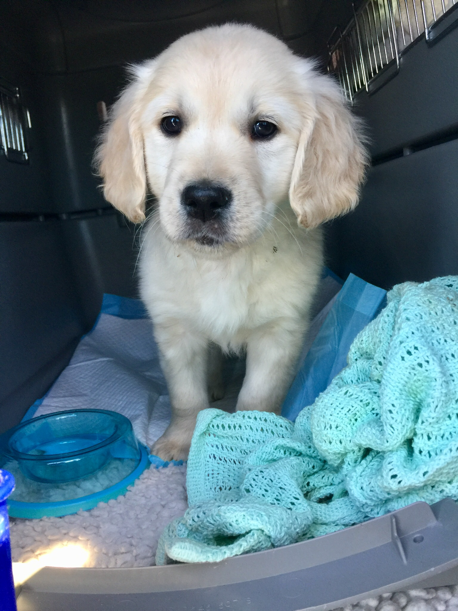 Golden retriever puppy happy courier 