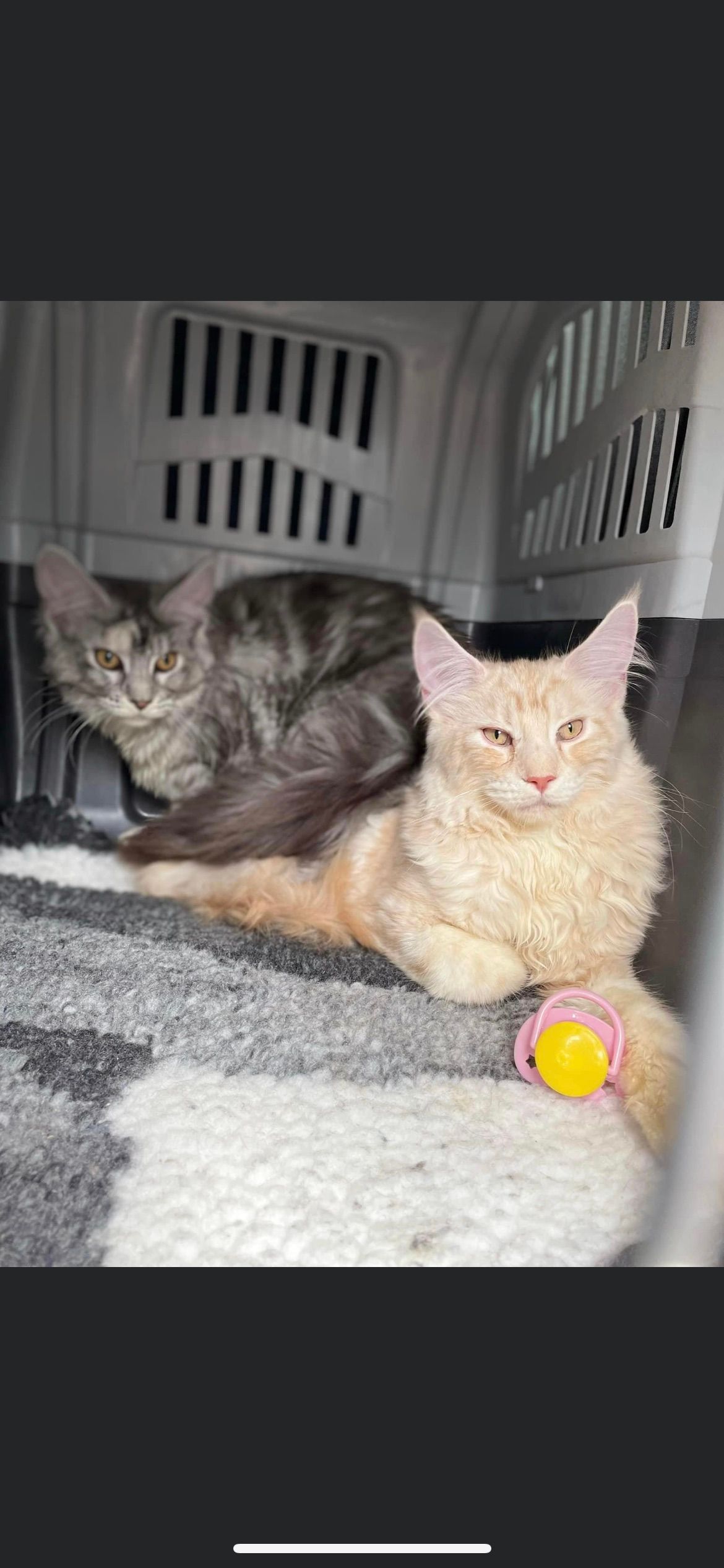 Prestige Pet Services clean facilities 