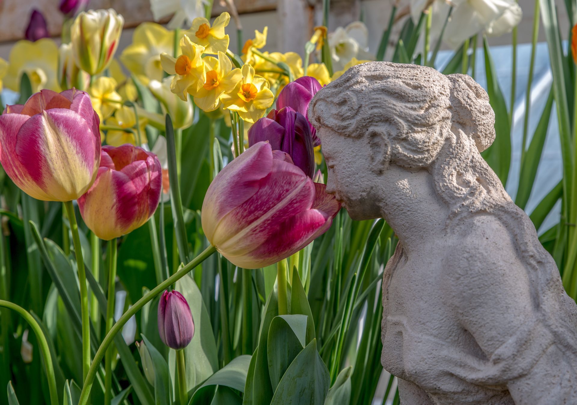 Statue of a woman sniffing a purple tulip, surrounded by colorful flowers.