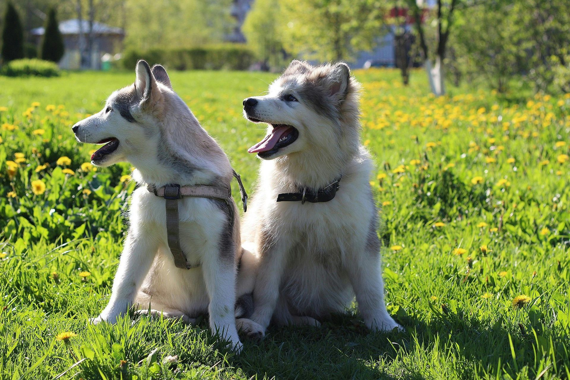 Two husky puppies are sitting next to each other in a grassy field.