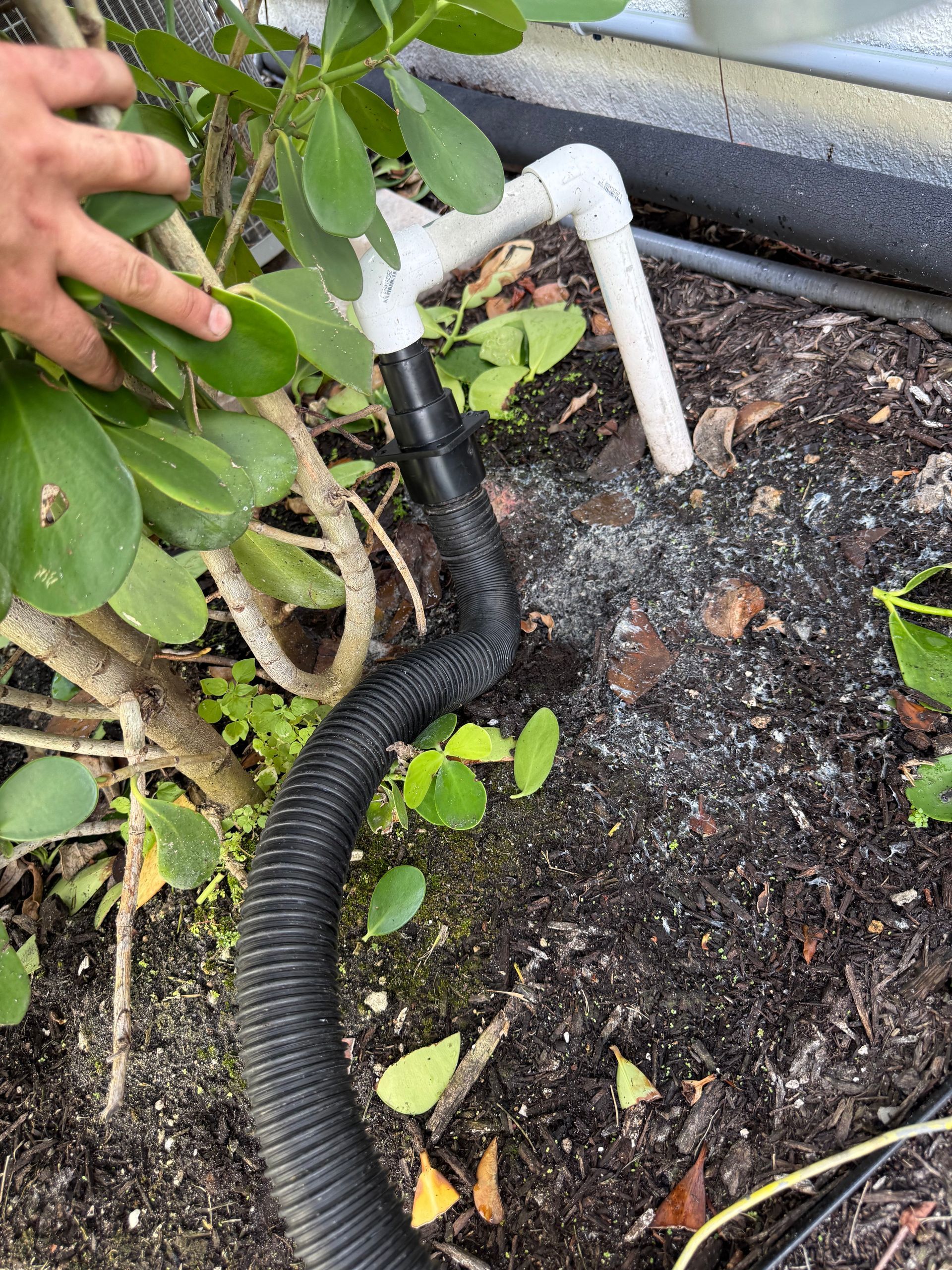 A hand points toward a white PVC pipe fitting connected to a black corrugated hose in garden soil near a plant.