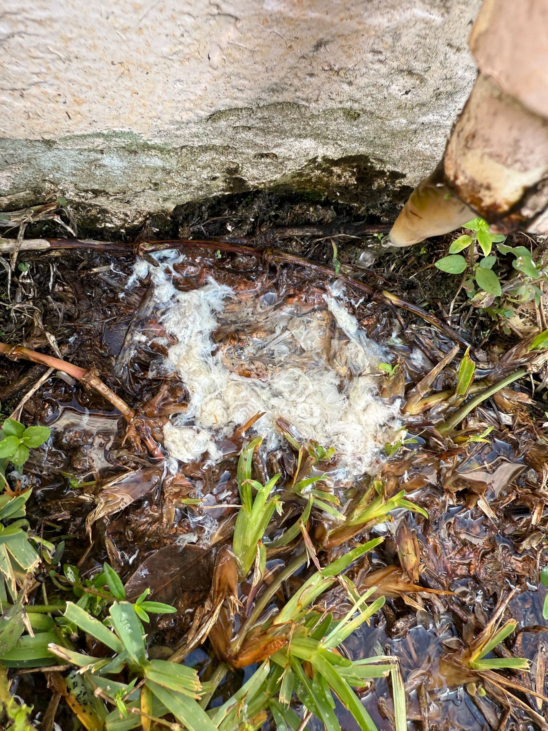 White, foamy, mold-like substance patches on damp soil next to a concrete wall and some grass.