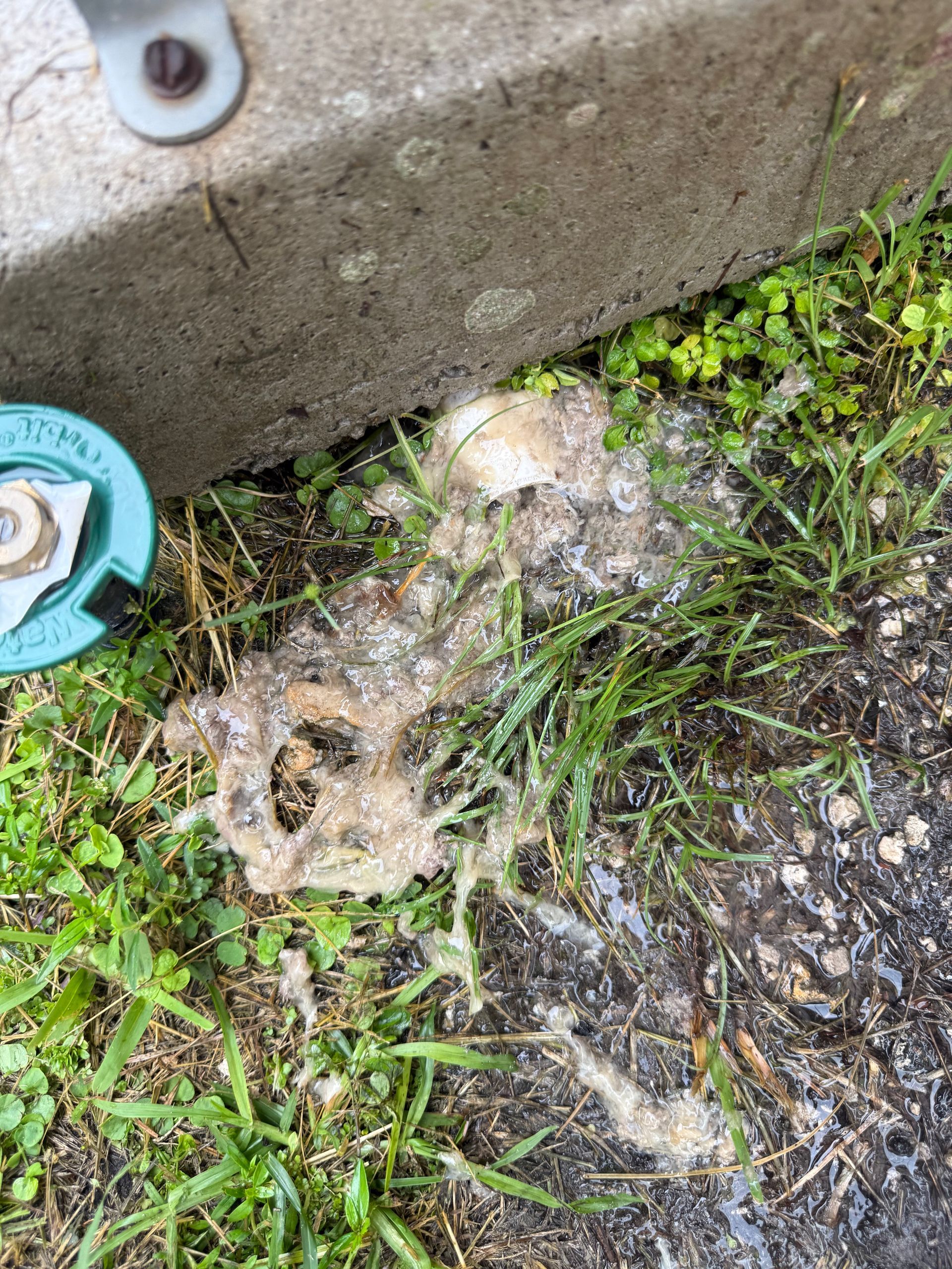 A patch of pale, frothy, mucus-like substance on green grass and soil next to a concrete curb and a green sprinkler head.