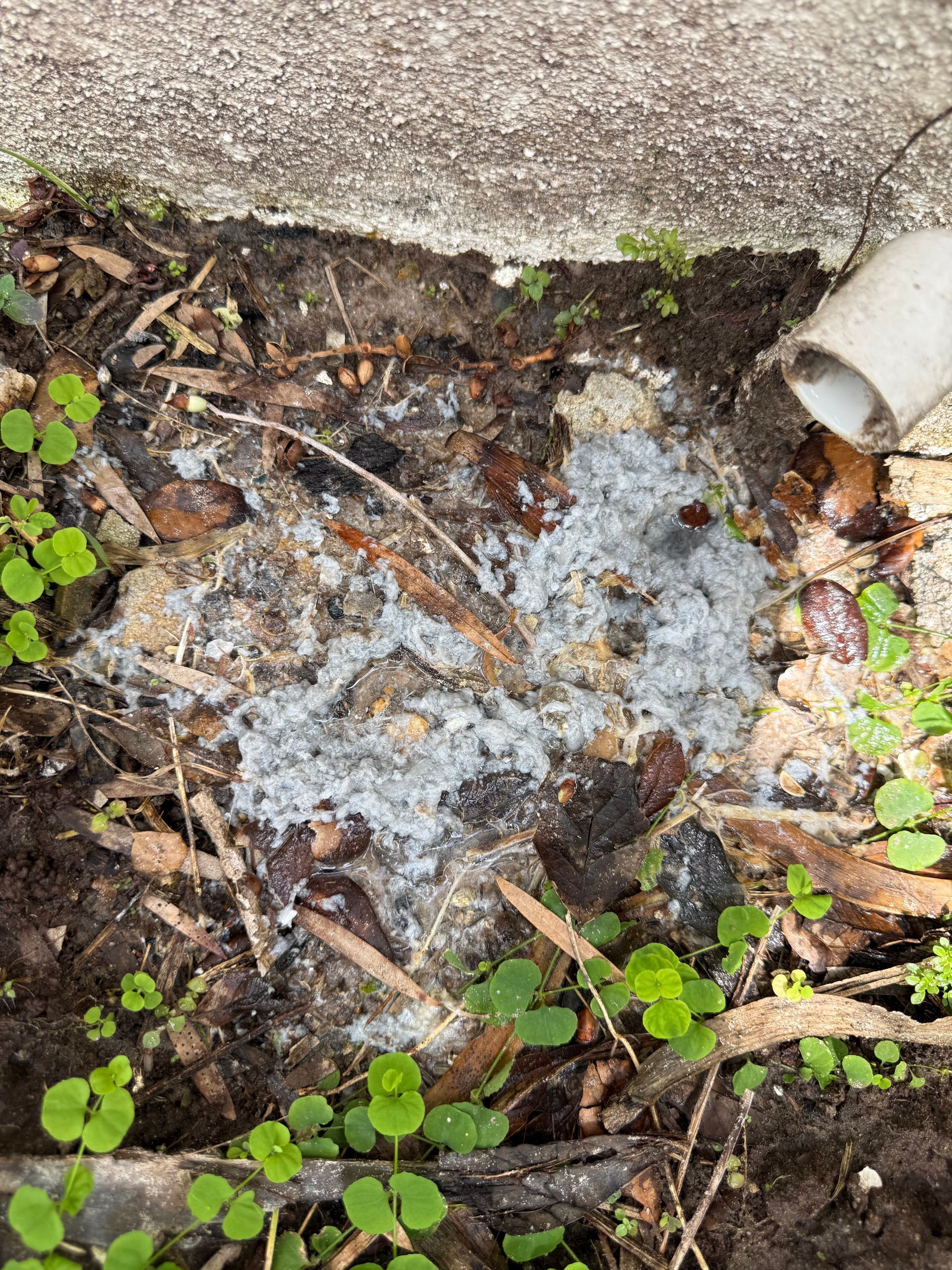 A white, powdery substance covers soil and decaying leaves near a downspout at the base of a concrete foundation.