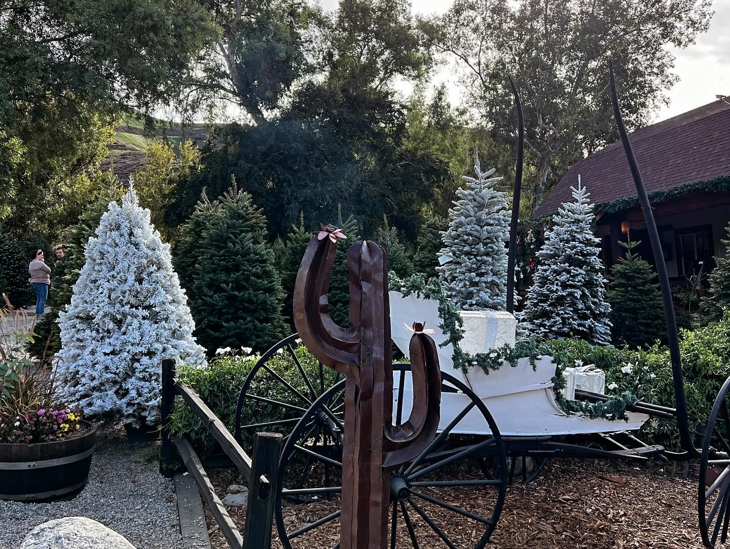 Chistmas Tree Farm Inland Empire Christmas Tree Farms Redlands