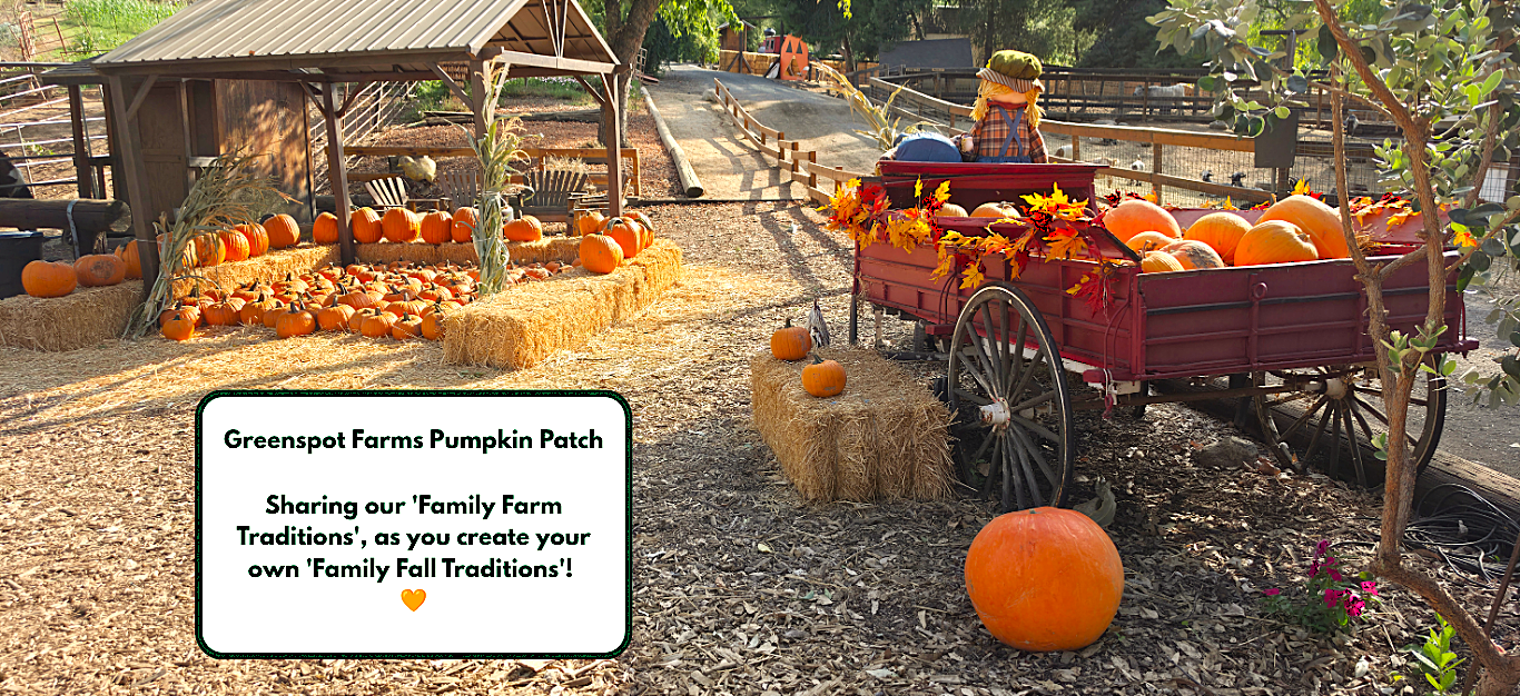Pumpkin patch with hay bales, red wagon, and pumpkins in a sunny autumn field