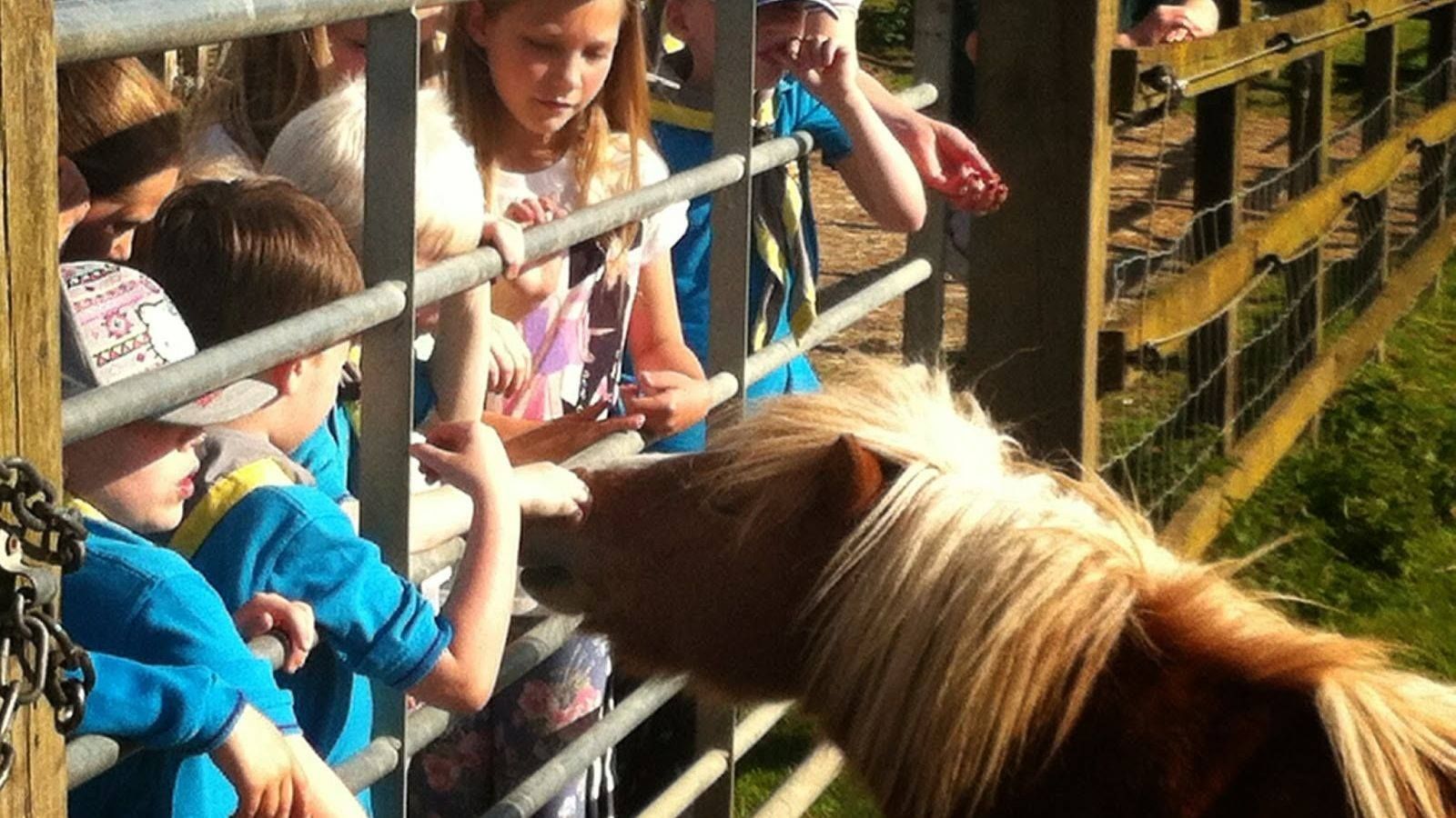 A group of children are petting a horse through a fence.