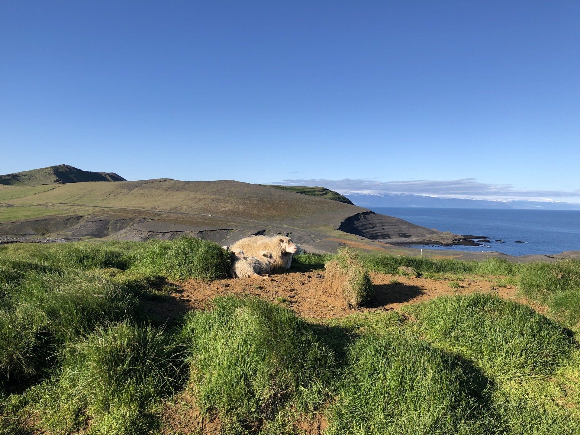 Icelandic Sheep