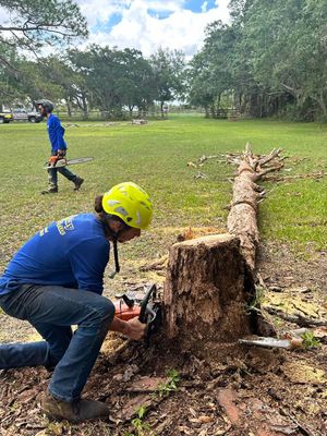 Worker in blue cutting a fallen tree trunk with a chainsaw in a grassy park.