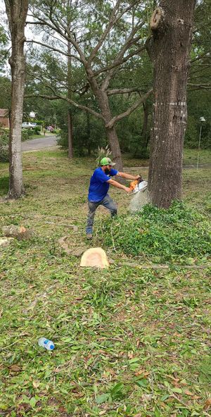 Person in blue cutting a tree trunk in a wooded area, with sawdust on the ground.