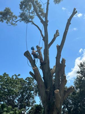 Tree crew pruning a tall tree against a blue sky with a climbing rope visible