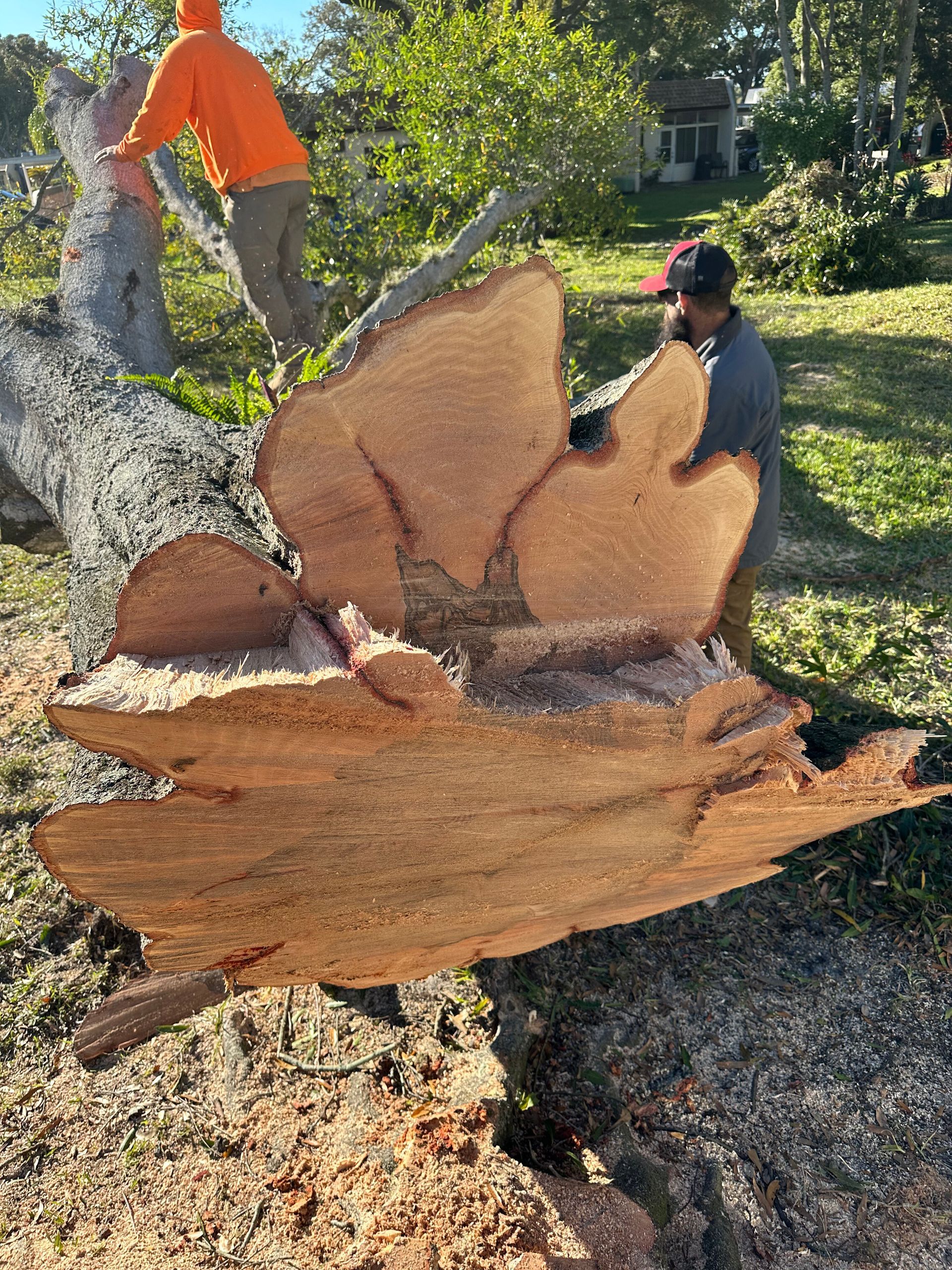 Two workers saw a large tree trunk section with a chainsaw in a grassy yard.