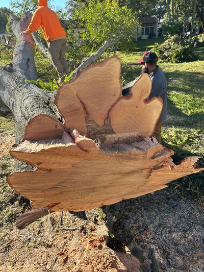 Workers with a chainsaw examining a freshly cut tree trunk and wood slab outdoors.