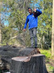 Person in a blue jacket standing on a large tree stump in a wooded area.