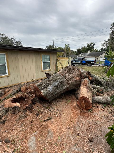 Large fallen tree trunk and branches in a yard beside a beige house after storm damage