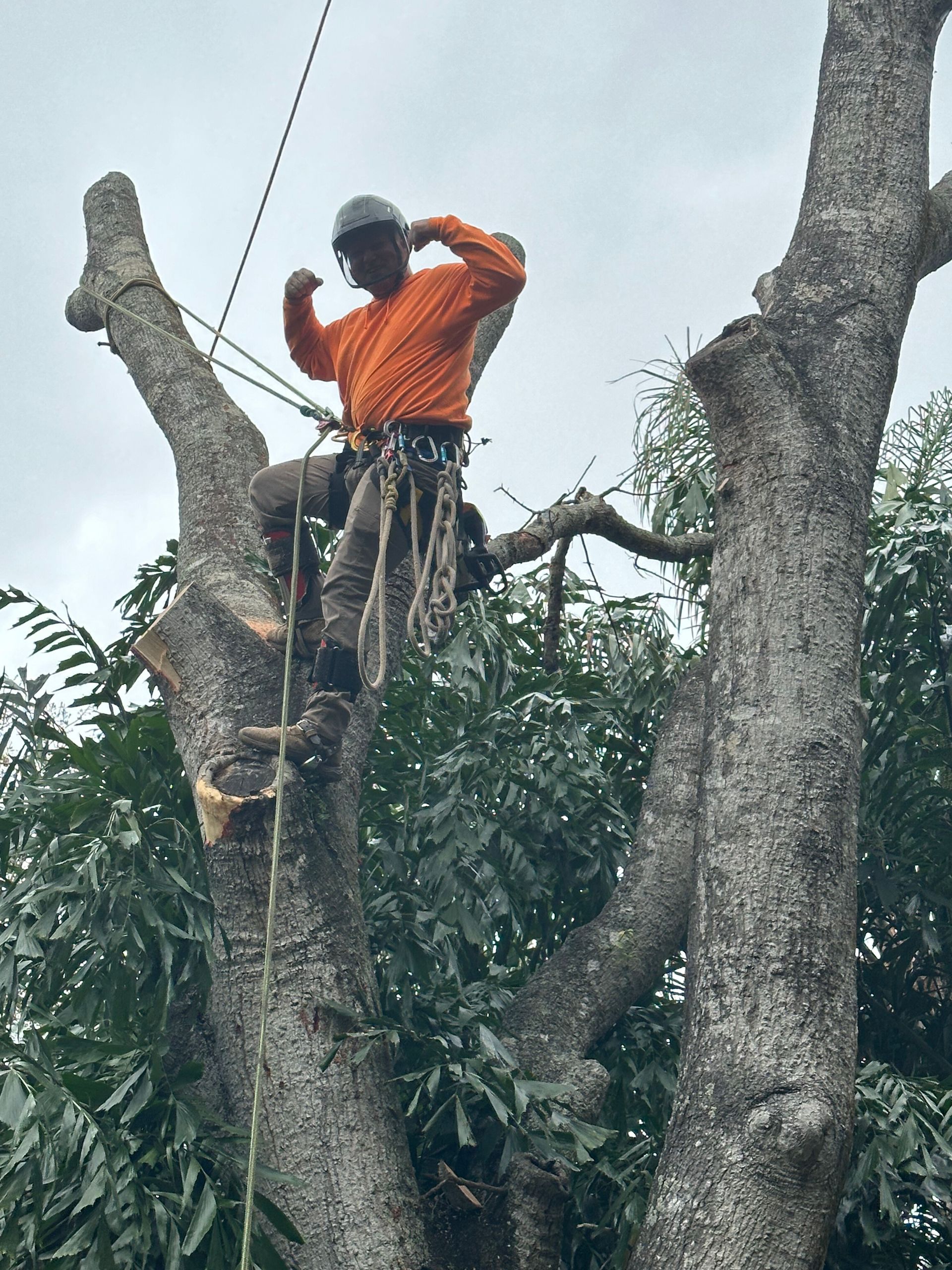 Person in an orange shirt climbing a tree and adjusting a rope or strap near the top