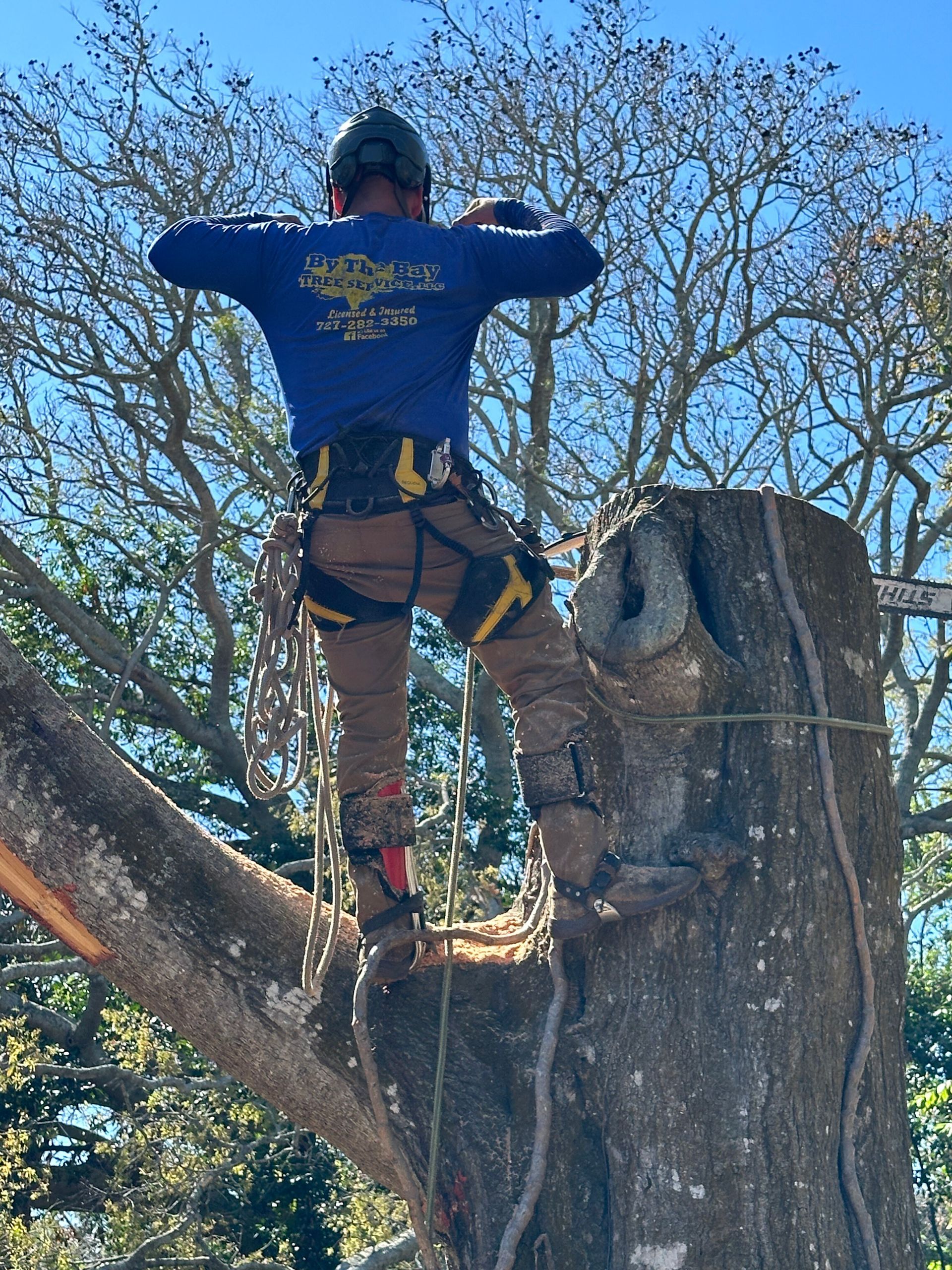 Person in blue shirt and climbing gear standing in a tree, seen from behind.