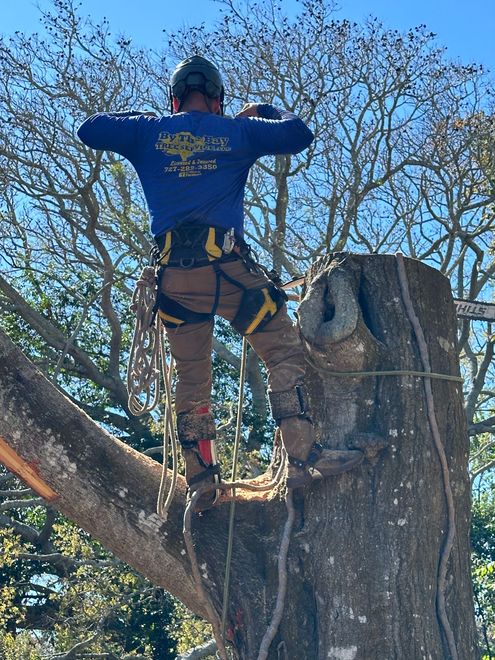 Person in blue jacket and climbing gear standing high on a tree trunk with arms outstretched.