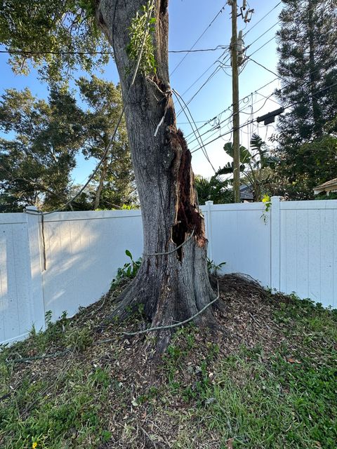 Large tree trunk with a hollow base in a fenced yard, with power lines overhead and ivy growing on it