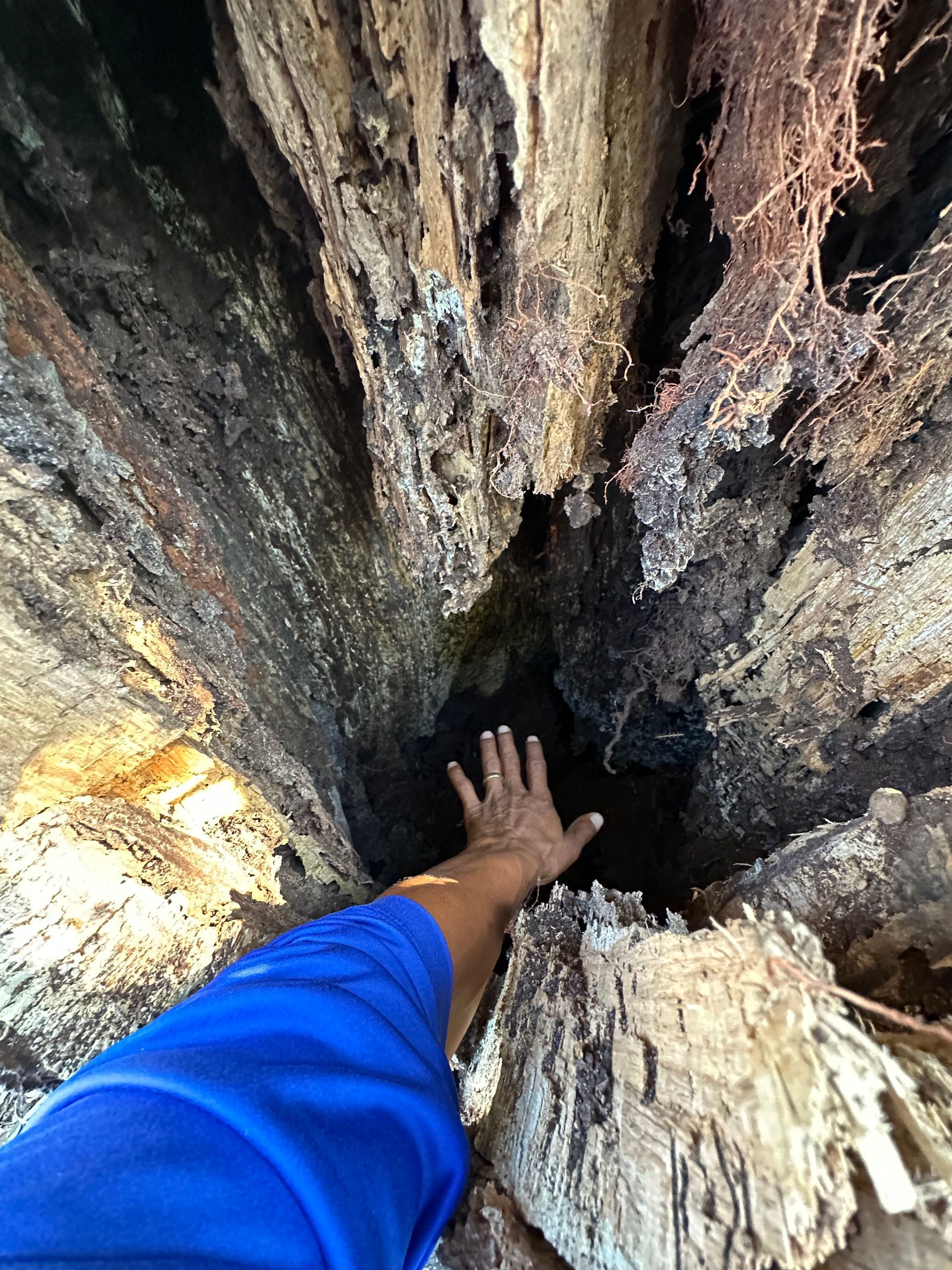 Hand reaching into the hollow center of a large, split tree trunk