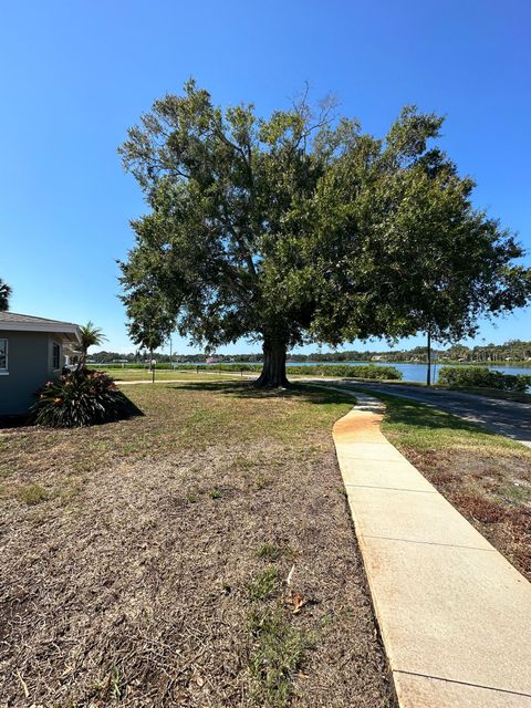Large leafy tree in a sunny yard beside a sidewalk, with a small house and waterfront in the background.