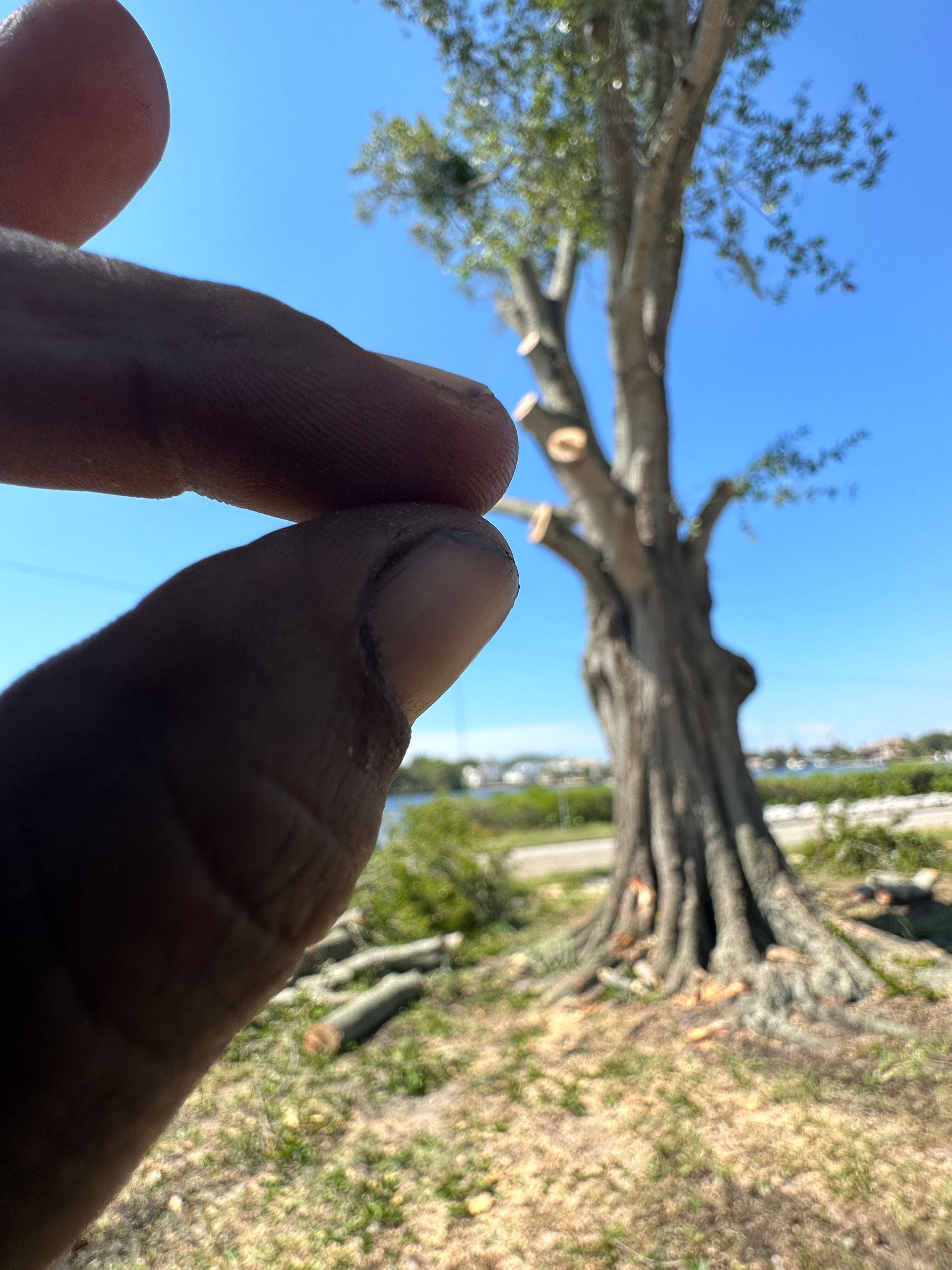 Hand pinching a small white object in front of a large tree on a sunny roadside