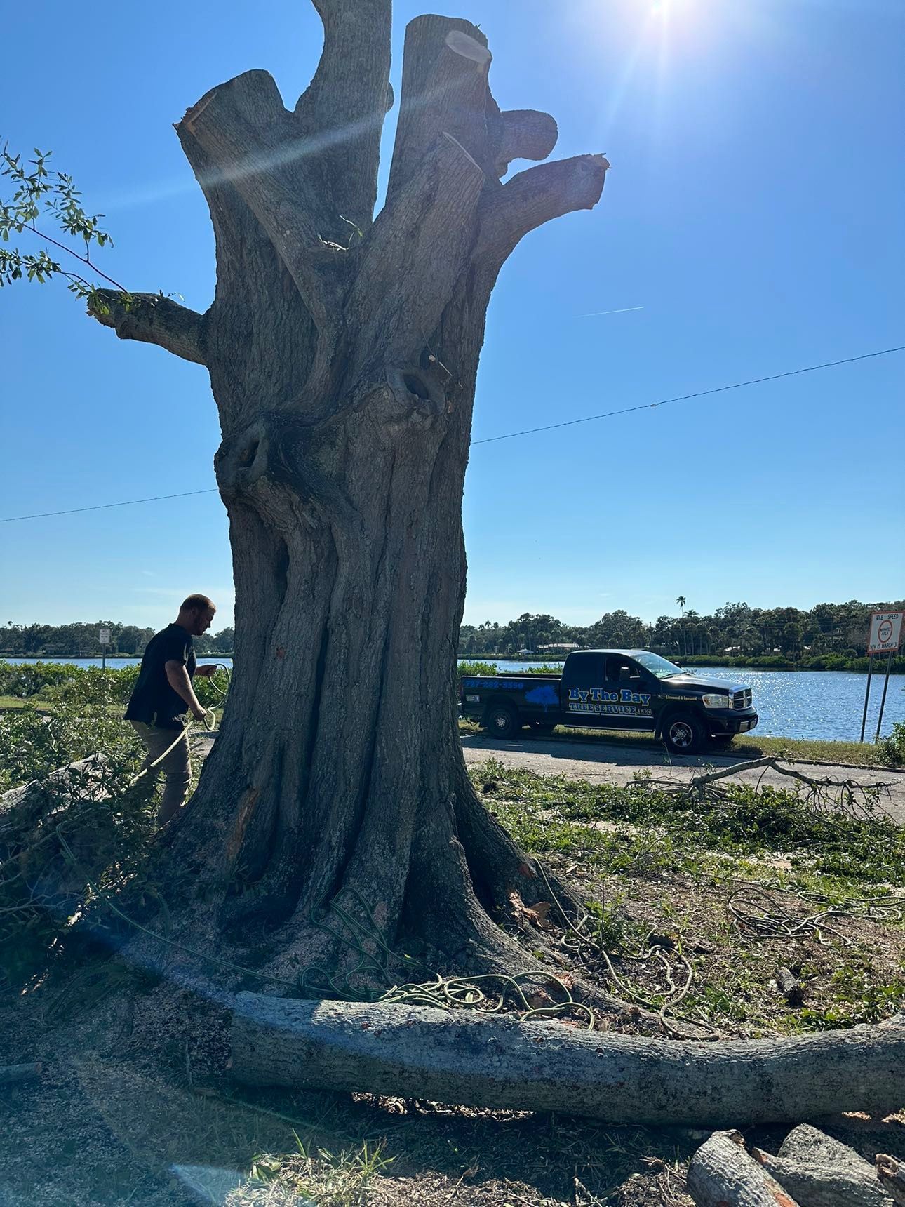 Large cut tree stump beside a waterfront road, with a person and parked truck in the background.