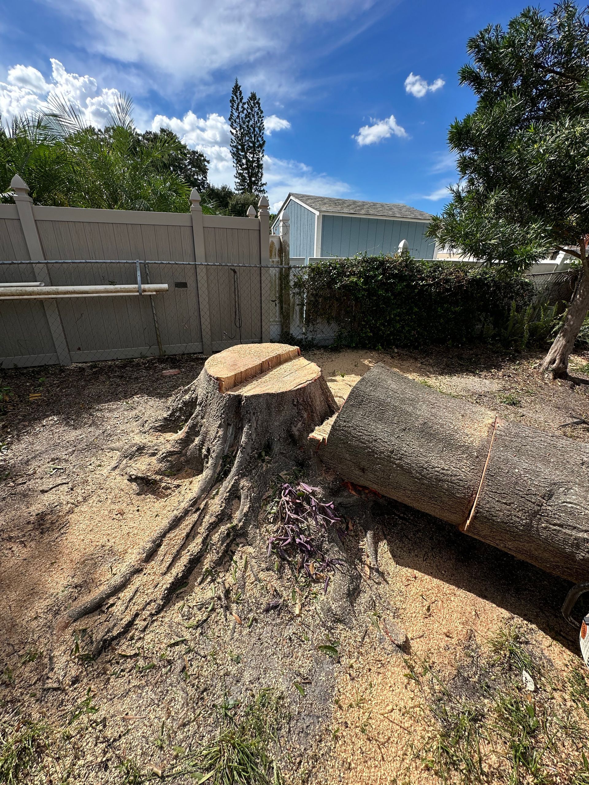 Cut tree stump and exposed roots in a gravel yard under a blue sky, with a fence and hedge behind.