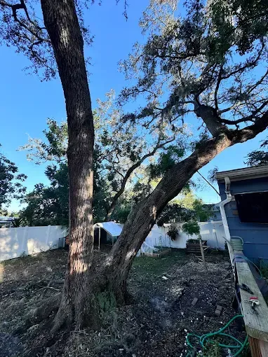 Two large trees in a yard beside a house under a clear blue sky