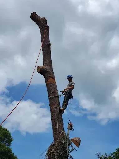 Arborist wearing a blue helmet rappels down a tall cut tree against a cloudy sky.