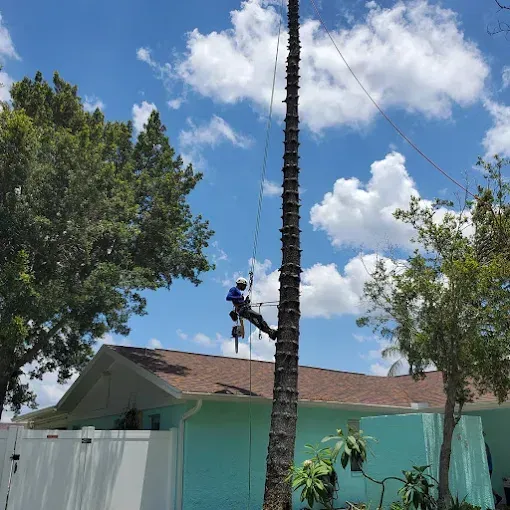 Worker climbing a tall palm tree beside a turquoise house under a blue sky