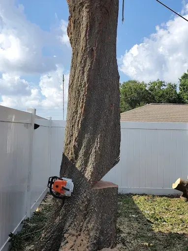 Man using a chainsaw to cut a large tree trunk in a fenced backyard