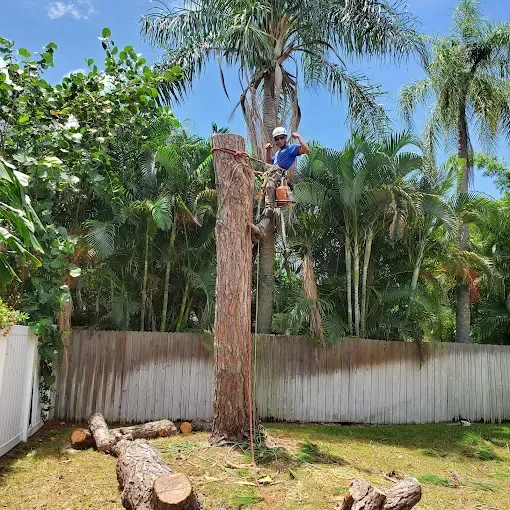 Arborist trimming a tall palm tree in a sunny backyard, with cut logs on the grass.