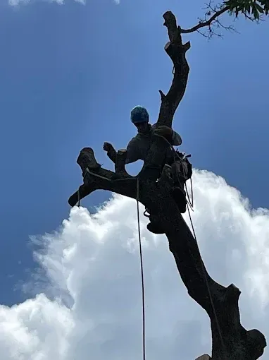 Silhouette of a tree climber pruning a tall, bare tree against a blue sky with clouds