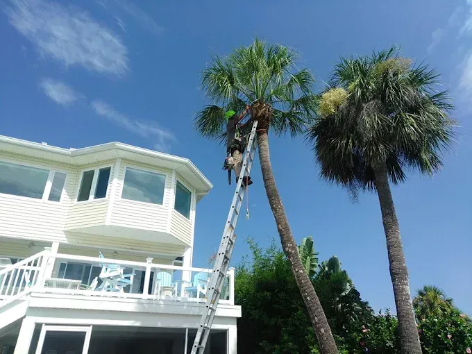White house with a balcony and two tall palm trees against a bright blue sky.