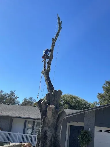 Severely pruned tree trunk with a tall bare branch beside a house under a clear blue sky