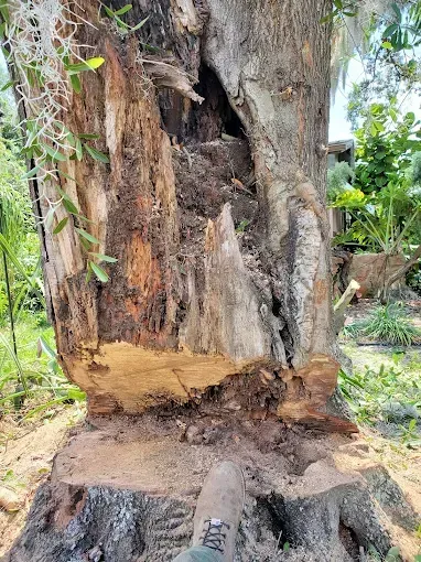 Close-up of a hollow, decayed tree trunk with exposed roots in a grassy outdoor area