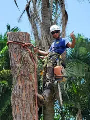 Worker in safety gear climbing a palm tree with chainsaw and ropes outdoors