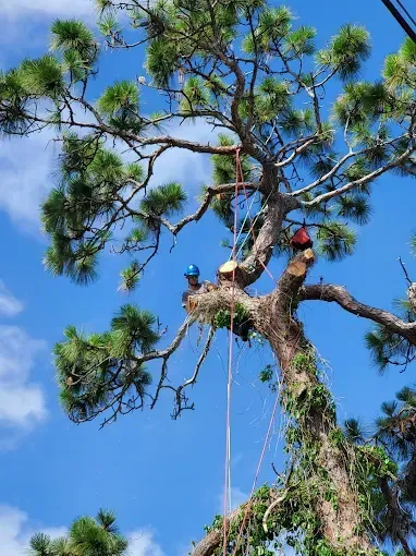 Two climbers on a tall pine tree under a bright blue sky, ropes hanging down