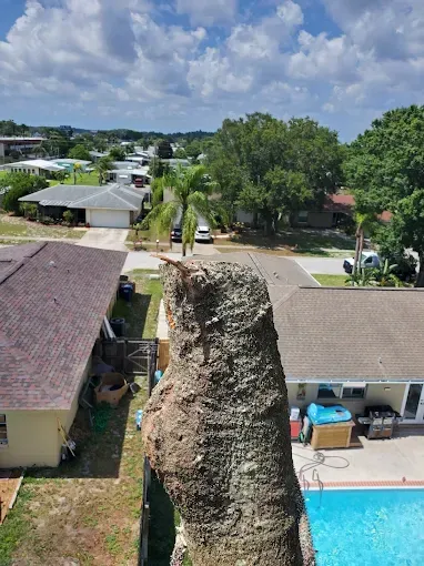 Broken tree trunk beside a house and pool in a sunny suburban backyard