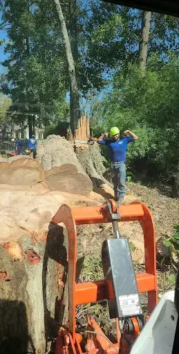 Person in blue safety gear stands by a tree stump next to an orange wood-cutting machine in a wooded area