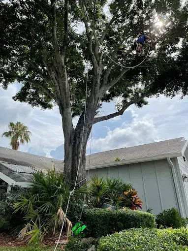 Large tree in a suburban yard beside a house, with a person high in the branches and cloudy sky behind.
