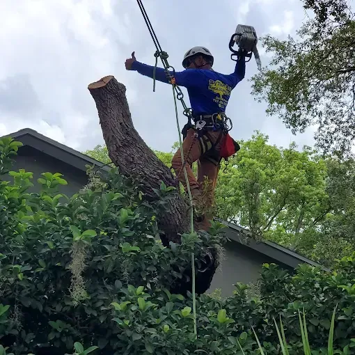 Arborist in helmet and harness trimming a tree branch with a chainsaw above a house.