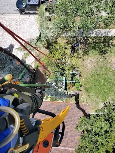Person on a rope or harness descends beside a brick wall over a grassy yard with trees and a parked car.