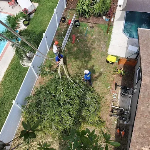 Two workers trimming a large tree in a backyard near a pool and fence.