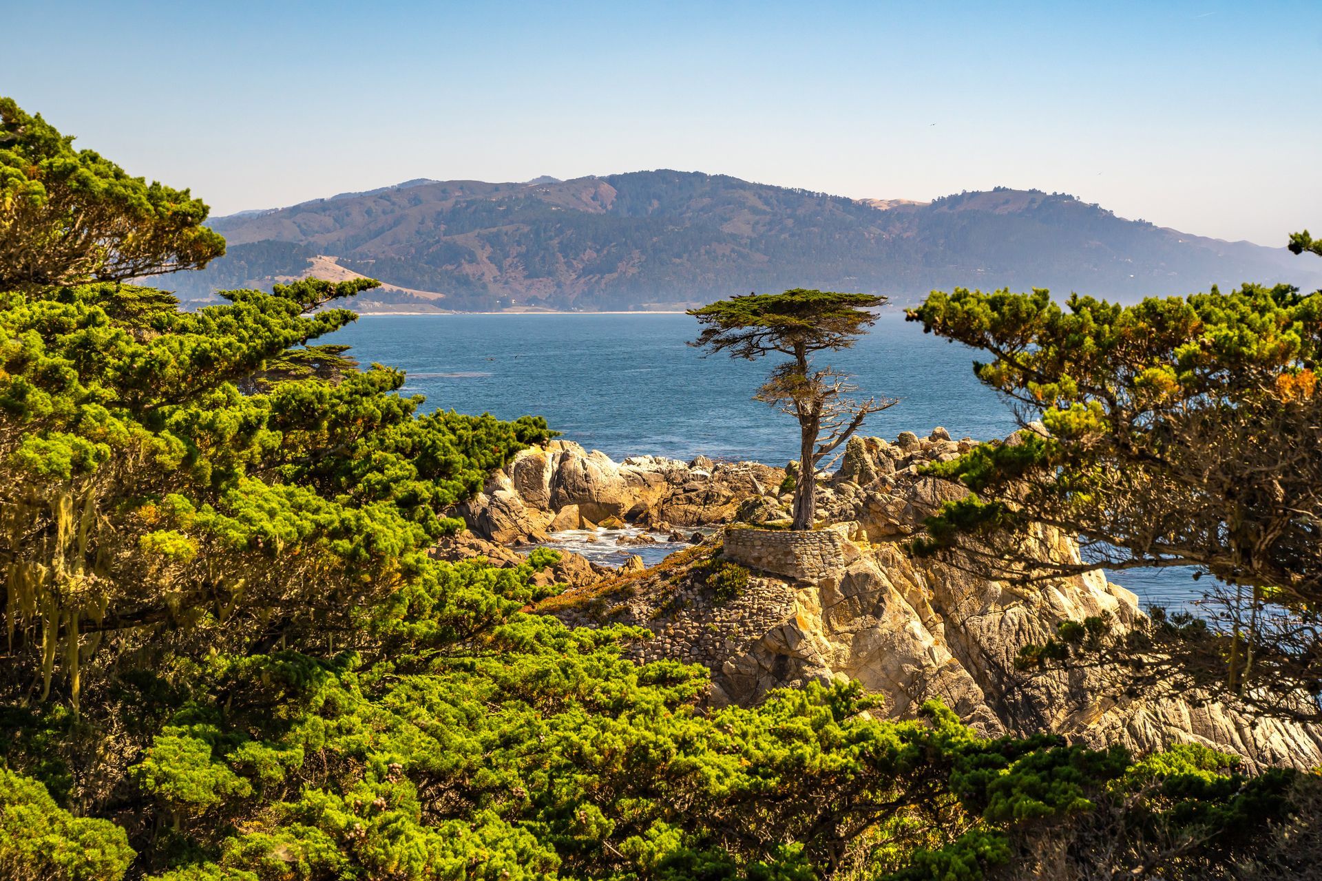 The Lone Cypress stands on a rocky outcrop above the blue ocean, framed by lush green trees with a mountain in the distance.